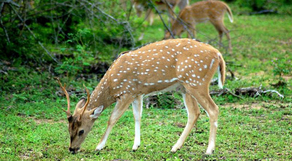 yala_safari