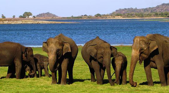 yala_safari