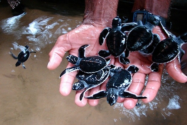 turtle